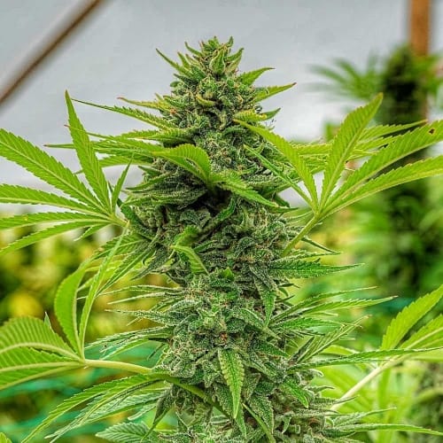 Clementine Slush by Cali Connection Seeds – Outdoor cultivation – Feminized – Coffee – image 2 – Seed City