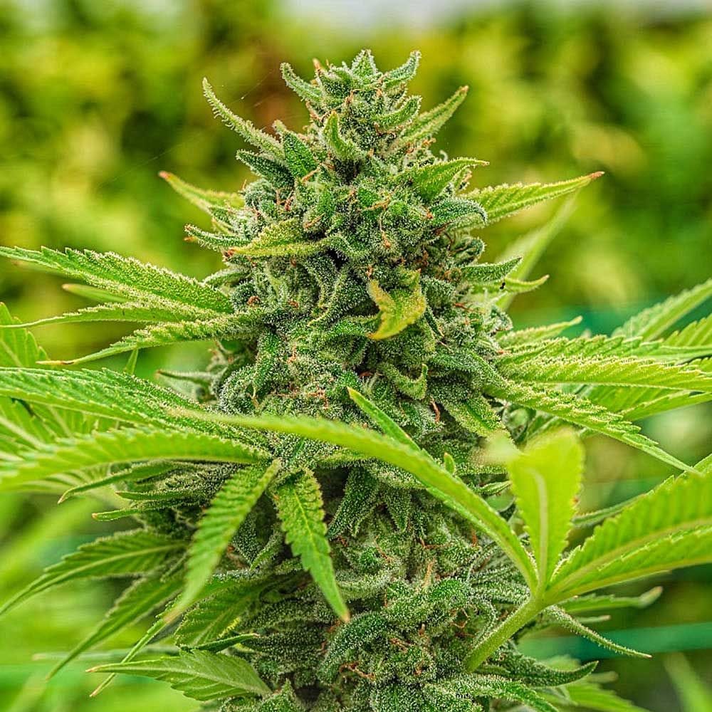 Clementine Slush by Cali Connection Seeds – High Yielding – 50% Indica/50% Sativa – Coffee – image 1 – Seed City