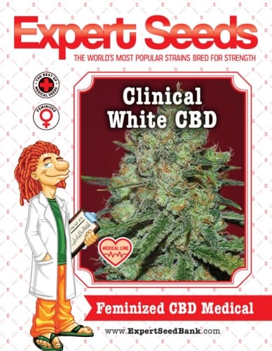 Clinical White CBD from Expert Seeds