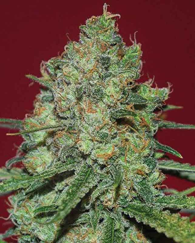 Clinical White CBD cannabis seeds – Female seeds – Beginning of November – Nausea – image 1 from Seed City