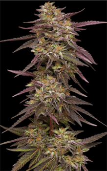 50% Indica/50% Sativa – Minty – Female seeds – Cob Salad strain – image 2 – from Humboldt Seed Company via Seed City