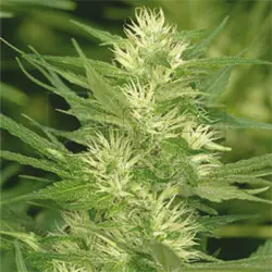 تصویر ۱ از Cole Train کانابیس توسط Reserva Privada Seeds - Female seeds دوره نوری ۱۲/۱۲ - سرشار از ایندیکا - Seed City