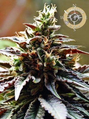 Congo by Anesia Seeds – Tall (140cm plus) – Guaranteed female plants – Good for outdoor grow – image 1 – Seed City