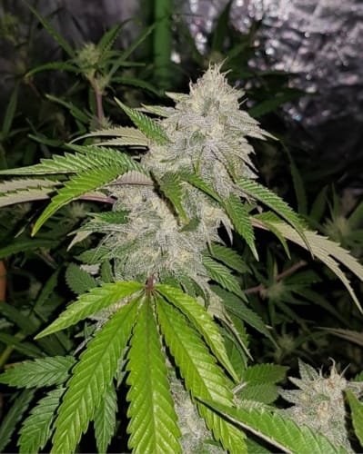 showing Regular – Indica Dominant – Good for outdoor grow – image 1 – Seed City