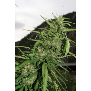 Cookie G13 cannabis seeds – Auto-Flowering – Guaranteed female plants – Good for outdoor grow – image 1 from Seed City