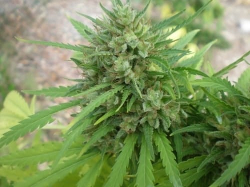 Image 2 of Copacabana SuperAuto cannabis by Flash Seeds – Social – Tall (140cm plus) – Outdoor cultivation – Seed City