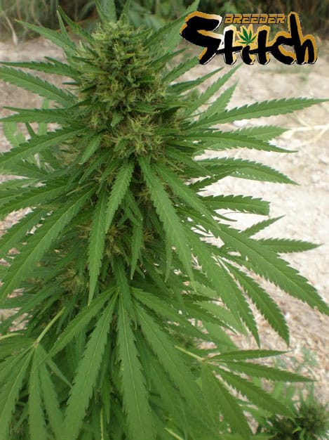 Copacabana SuperAuto by Flash Seeds – Social – Outdoor cultivation – Tall (140cm plus) – image 3 – Seed City