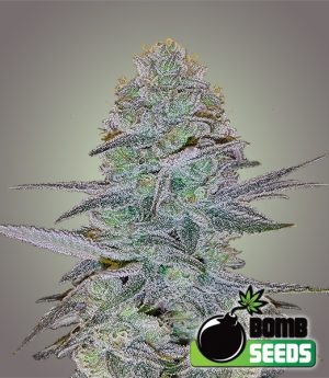 Cosmic Bomb Auto cannabis seeds – Psychedelic – Female seeds – Indica Dominant – image 1 from Seed City