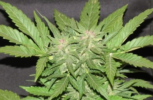 Cotton Candy Kush by Delicious Seeds – Fruity – Super Strength – Stress Relief – image 2 – Seed City