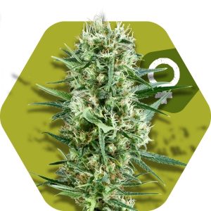 Image 1 of Crazy Cookies cannabis by Zambeza Seeds – Relaxing – 12/12 Photoperiod – Indica Dominant – Seed City