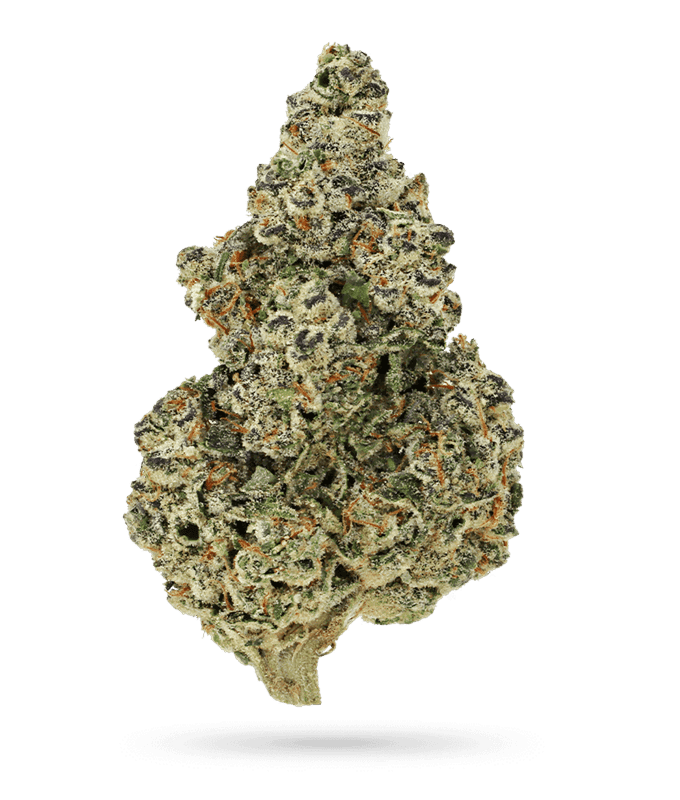 Crazy Roses Fast Version by Growers Choice – Large yield – Short (up to 80cm) – Feminized – image 1 – Seed City