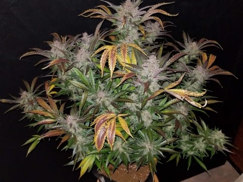 Cream Cookies Auto by FastBuds – Insomnia – Auto-Flowering – Good for outdoor grow – image 2 – Seed City