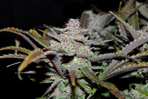 Image 3 of Cream Cookies Auto cannabis by FastBuds – High Yielding – Good for outdoor grow – Auto-Flowering – Seed City