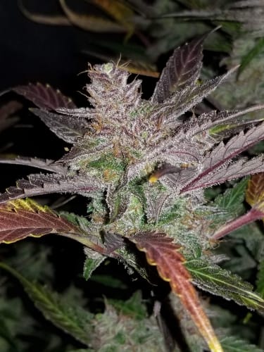 Image 4 of Cream Cookies Auto cannabis by FastBuds – Sweet – Good for outdoor grow – Insomnia – Seed City