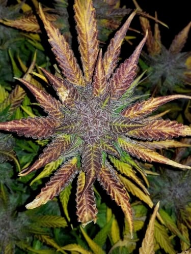 Cream Cookies Auto cannabis seeds – Indica Dominant – Guaranteed female plants – Sweet – image 5 from Seed City