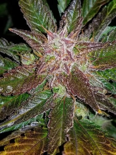 Cream Cookies Auto from FastBuds