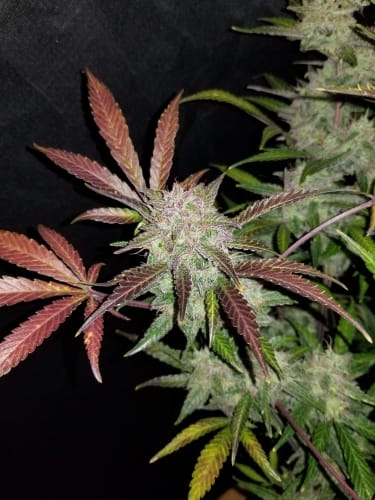 showing Indica Dominant – Guaranteed female plants – Sweet – image 6 – Seed City