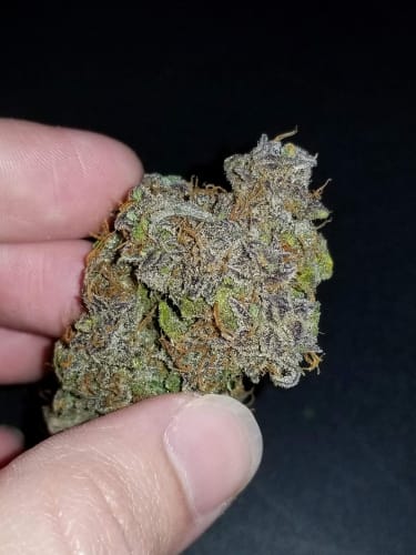 Indica Dominant – Sweet – High Yielding – Cream Cookies Auto strain – image 7 – from FastBuds via Seed City