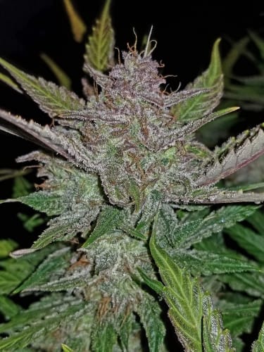 Cream Cookies Auto by FastBuds – High Yielding – Good for outdoor grow – Indica Dominant – image 8 – Seed City