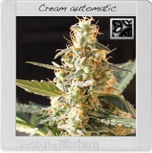 Cream Automatic
