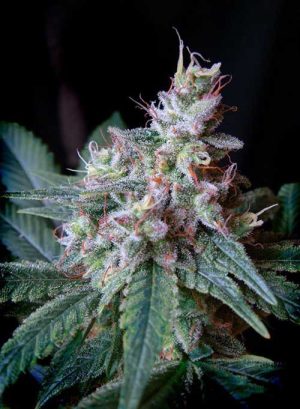 Cream Caramel cannabis seeds – Female seeds – Suited for indoor growing – 12/12 Photoperiod – image 1 from Seed City