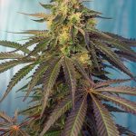 Cream Caramel CBD cannabis seeds – Indoor-friendly – Earthy – The End of September – image 1 from Seed City