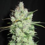 Large yield – 12/12 Photoperiod – Outdoor – Cream Cheese Frosting strain – image 1 – from Ultra Genetics via Seed City
