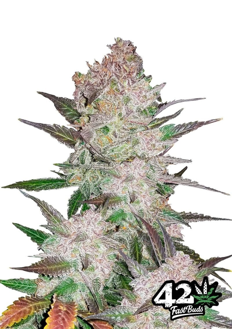 Cream Cookies Auto cannabis seeds – Good for outdoor grow – Indica Dominant – Sweet – image 1 from Seed City