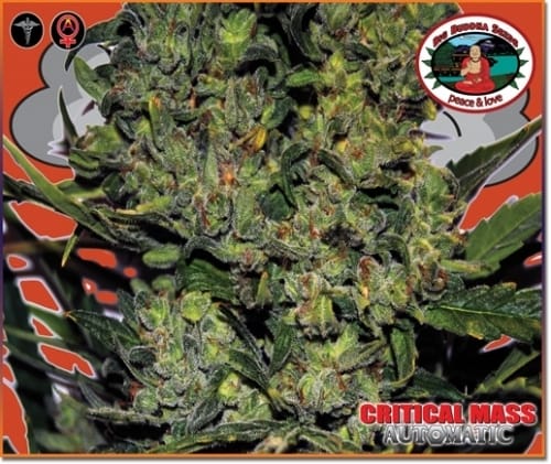 Image 2 of Critical Mass Automatic cannabis by Big Buddha Seeds – Sweet – Feminized – Indoor – Seed City