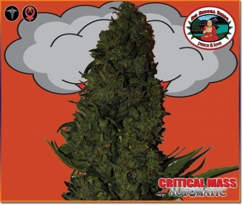 Critical Mass Automatic cannabis seeds – Sweet – Feminized – Auto-Flowering – image 3 from Seed City