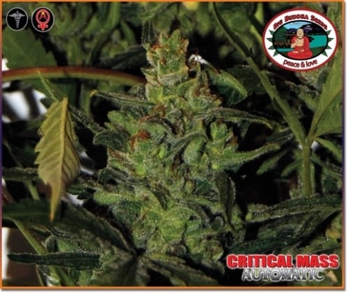 Critical Mass Automatic from Big Buddha Seeds