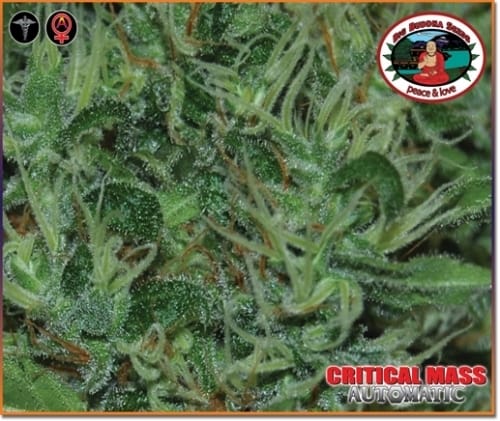 showing Indoor – Sweet – Indica Dominant – image 4 – Seed City