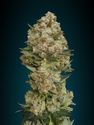 Female seeds – 12/12 Photoperiod – Indica Dominant – Critical strain – image 1 – from Advanced Seeds via Seed City