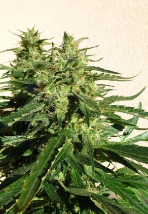 Critical Chaze cannabis seeds – Relaxing – Resistant to Mould – Guaranteed female plants – image 1 from Seed City