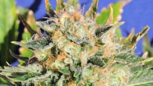 Critical Diesel Auto from Original Sensible Seeds