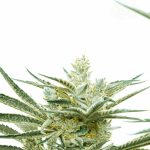 Critical Mass Auto from Seed City Seeds