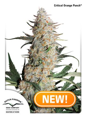 Critical Orange Punch by Dutch Passion Seeds – Indica Dominant – Euphoric – Skunky – image 1 – Seed City