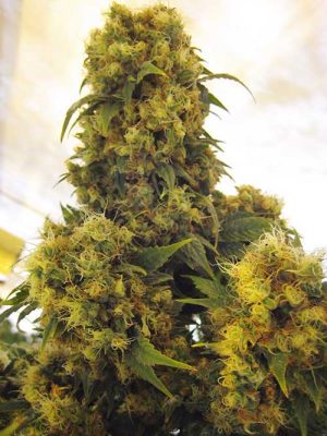 Critical Skunk by Mr Nice Seeds – Large yield – The End of September – Indica-heavy – image 1 – Seed City