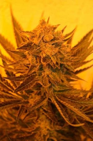 Critical Sour Diesel CBD