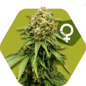 Spicy – Outdoor – Feminized – Critical XXL strain – image 1 – from Zambeza Seeds via Seed City