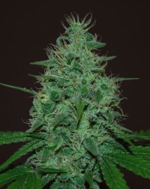 Image 1 of Cropical Fruit Auto cannabis by Cream of the Crop – Sativa Dominant – Auto-Flowering – Grape – Seed City