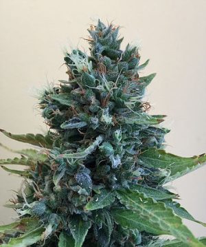Cropolope cannabis seeds – Super Strength – Middle of October – Guaranteed female plants – image 1 from Seed City