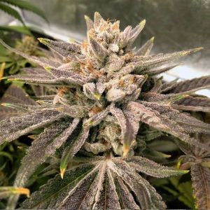 Crumbled Melon by Karma Genetics – Female seeds – Melon – 12/12 Photoperiod – image 1 – Seed City
