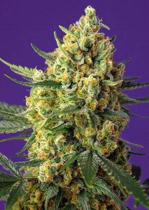 Crystal Candy XL Auto by Sweet Seeds – Feminized – Sweet – Indoor – image 1 – Seed City