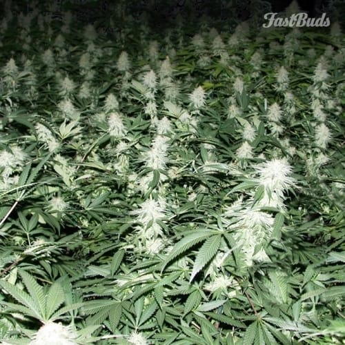showing Relaxing – Super Strength – Female seeds – image 2 – Seed City