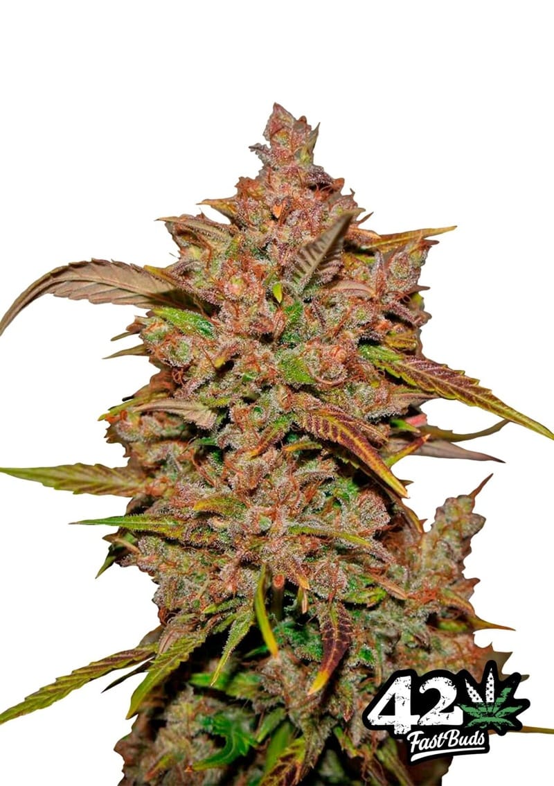 Sativa Dominant – Good for outdoor grow – Nutty – Crystal METH strain – image 1 – from FastBuds via Seed City