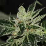 showing Regular – Nutty – Outdoor cultivation – image 1 – Seed City