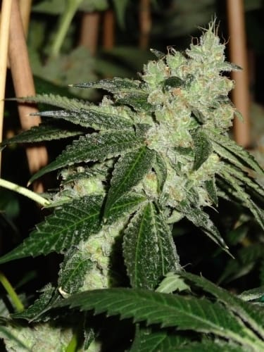 Super Strength – 12/12 Photoperiod – Greenhouse – Biker Kush V2.0 strain – image 13 – from Karma Genetics via Seed City