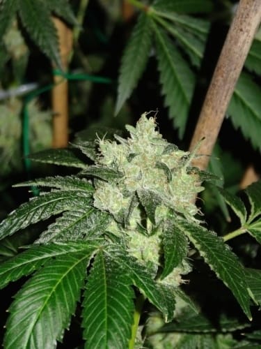 Biker Kush V2.0 from Karma Genetics