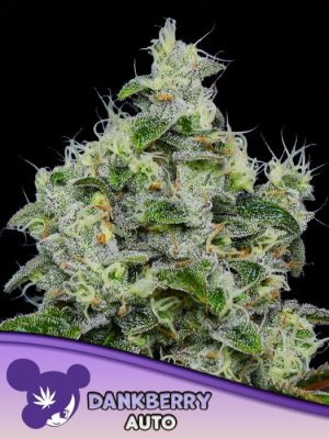 Resistant to Pests – Greenhouse – Auto-Flowering – Dankberry Auto strain – image 1 – from Anesia Seeds via Seed City
